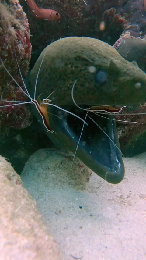 Huge Javanese Moray Eel Getting Cleaned by Two Very Brave Cleaning Shrimp, mauri Stock Footage 339035280