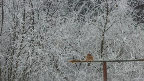 A huge jay bird flew into the yard in winter Stock Photos