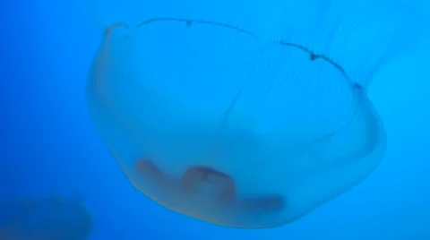 Huge Jelly Fish Stock Footage 65747351