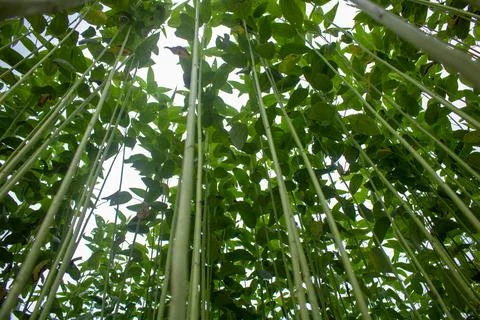 Huge jute fields. Rows of jute. As if trying to touch the sky. Jute field of Stockfoto's