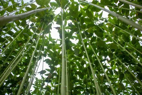 Huge jute fields. Rows of jute. As if trying to touch the sky. Jute field of Stock Photos