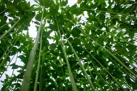 Huge jute fields. Rows of jute. As if trying to touch the sky. Jute field of Foto stock