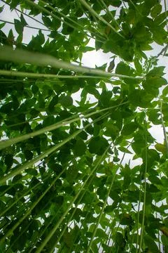 Huge jute fields. Rows of jute. As if trying to touch the sky. Jute field of Stock Photos
