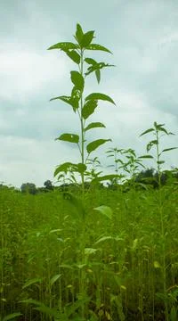 Huge jute fields. Rows of jute. As if trying to touch the sky. Jute field of Stock Photos