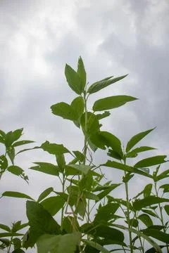 Huge jute fields. Rows of jute. As if trying to touch the sky. Jute field of Stock Photos