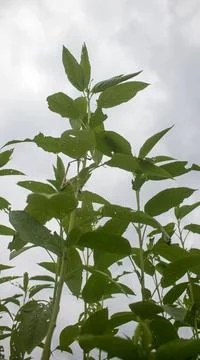 Huge jute fields. Rows of jute. As if trying to touch the sky. Jute field of Stock Photos