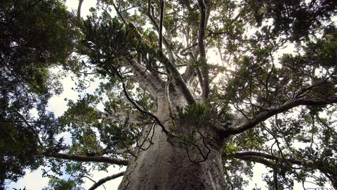 Huge kauri tree in primeval forest in New Zealand nature Stock Footage 126773245