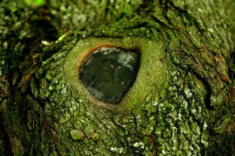 A huge knot in the bark of an old deciduous tree Stock Photos
