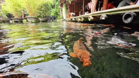 Huge Koi Fish in a Clear Pool Stock Footage 245495812