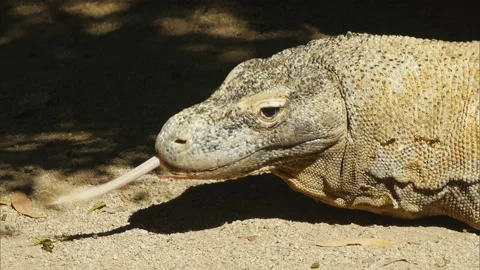 Huge komodo lizard Stock Footage 132399403