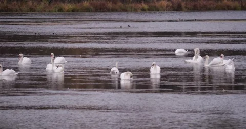 Huge lake filled countless swans gracefully floating slow motion calm autumn Stock Footage 320895291