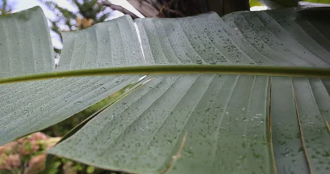 Huge leaf and raindrops, close-up, 4K slomo Stock Footage 254092615