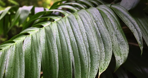 Huge leaf and raindrops, close-up, 4K super slomo Stock Footage 254203298
