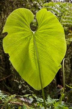 Huge leaf - Mindo Cloud Forest - Ecuador Stock Photos