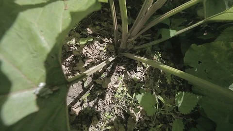 Huge Leaf Plant Roots Stock Footage 76821763