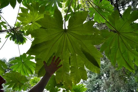 A huge leaf on a tree and a small man's hand on it Stock Photos