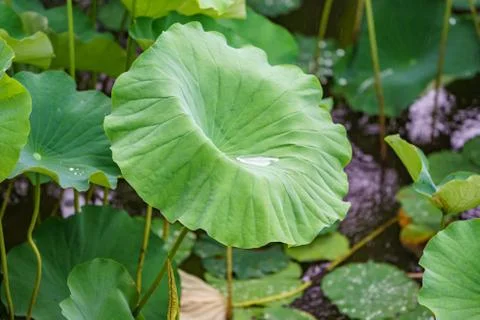 Huge leaf with water Foto stock