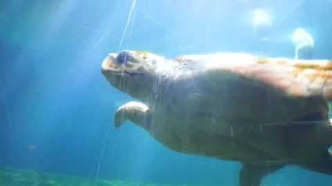 A huge leatherback sea turtle swims gracefully in clear blue water Stock Footage 274166650