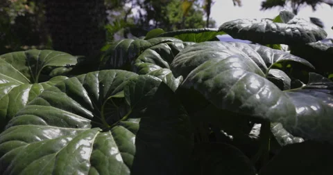 Huge leaves in the park, camera movement, 4K slomo Stock Footage 254188673