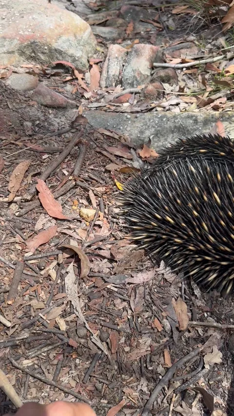 Huge Leech Pulled Off Echidna, Australia - 10 Jan 2025 Stock Footage 299447448