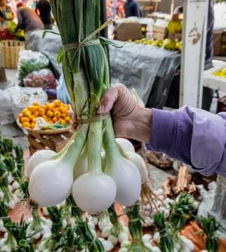 Huge leeks in a bunch held by a hand ready for sale Stock Photos