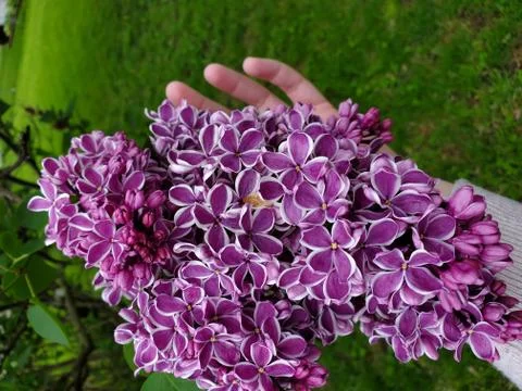 Huge Lilac Blooms Stock Photos