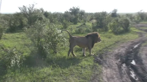 A huge lion marks its territory. Masai Mara, Kenya. Africa Video stock 296330370
