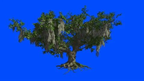 A huge Live-Oak sway in the wind. Blue screen alpha. Stock Footage 87189048