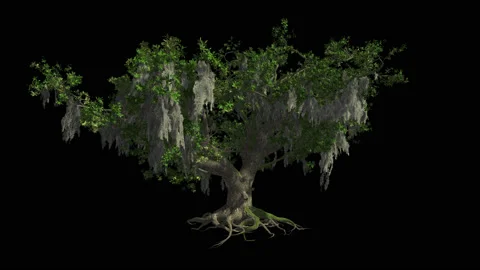 A huge Live-Oak sway in the wind,  png with alpha channel Stock Footage 87189206