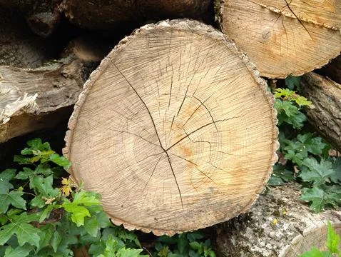 A huge log Stock Photos