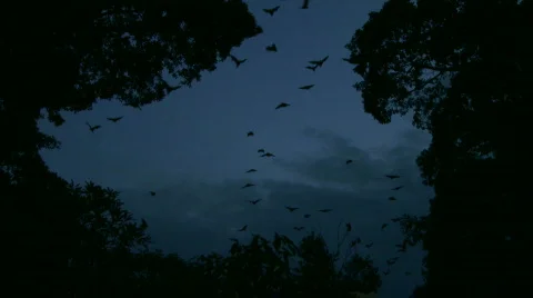 Huge lot of Bats Flying - Zoomed Shot Stock Footage