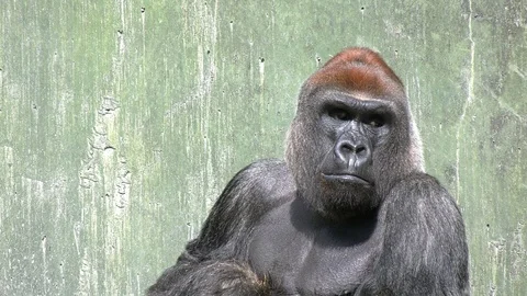 Huge Lowland Gorilla at rest, sunbathing Stock Footage 108693531