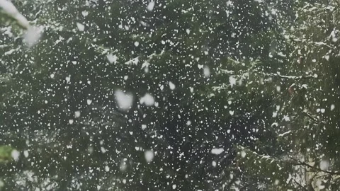 Huge lumps of snow are falling on the green pine tree. Stock Footage 240215061