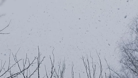 Huge lumps of snow are falling from the sky in the forest Stock Footage 241932917