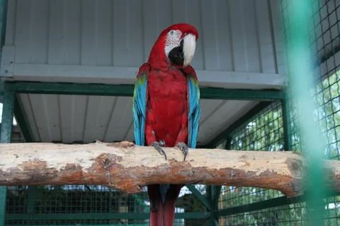 Huge macaw parrot Stock Photos