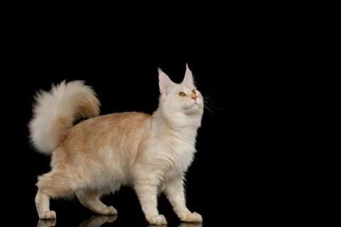 Huge Maine Coon Cat Isolated on Black Background Stock Photos