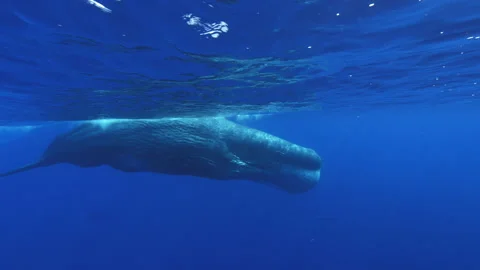 Huge male Sperm Whale cuising on blue wa... | Stock Video | Pond5