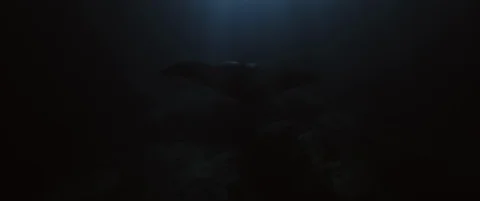 Huge Manta Rays at Night shot on RED Stock-Footage 125915495