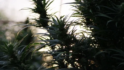 Huge Marijuana Buds Flaring In Sunset 2 1 Stock Footage 84412301