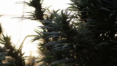 Huge Marijuana Buds Flaring In Sunset 3 1 Stock Footage 84412341