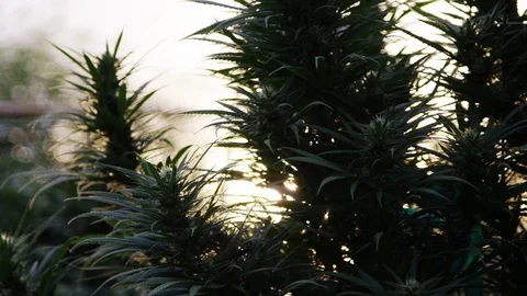 Huge Marijuana Buds Flaring In Sunset 1 Stock Footage 84413686
