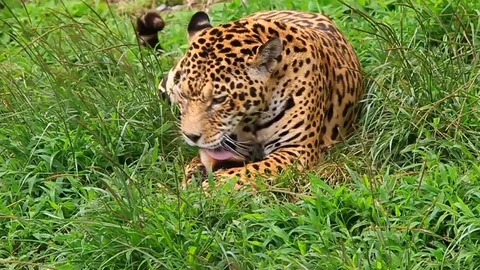 Huge masculine jaguar consumption slow motion video tiger jaguar panther america Stock Footage