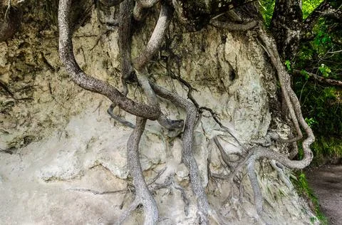 Huge Massive Tree Trunk with its Big Roots Arround and Outside the Soil Stock Photos