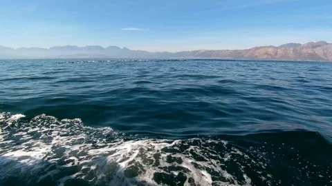 Huge Mega Pod of Common Dolphin jumping and playing in the ocean Stock Footage 91990813