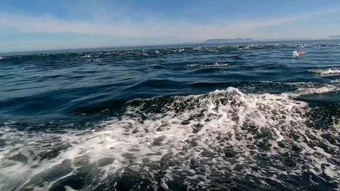 Huge Mega Pod of Common Dolphin jumping and playing in the ocean Stock Footage 91999470