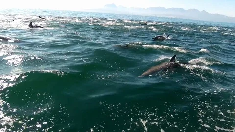 Huge Mega Pod of Common Dolphin jumping and playing in the ocean Stock Footage 92016905