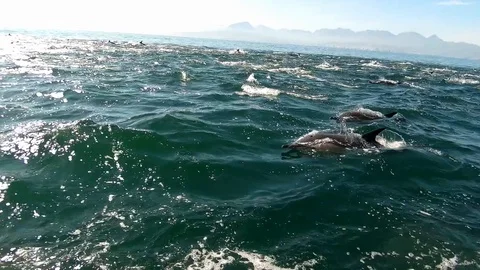 Huge Mega Pod of Common Dolphin jumping and playing in the ocean Stock Footage 92032382