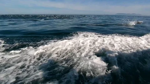 Huge Mega Pod of Common Dolphin jumping and playing in the ocean Stock Footage 92033654