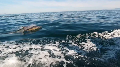 Huge Mega Pod of Common Dolphin jumping and playing in the ocean Stock Footage 92041002