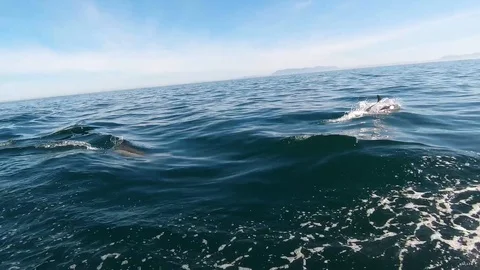 Huge Mega Pod of Common Dolphin jumping and playing in the ocean Stock Footage 92052113